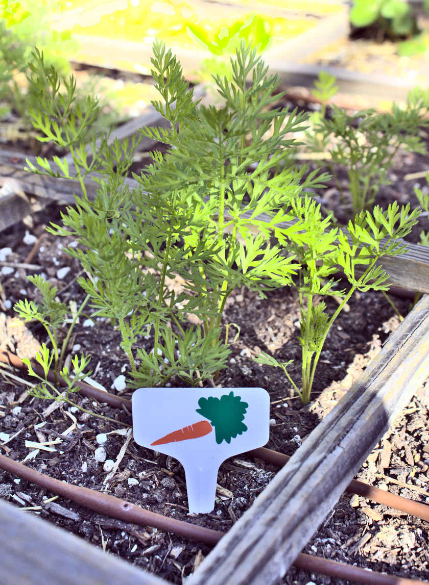 carrot garden vegetable marker in garden bed