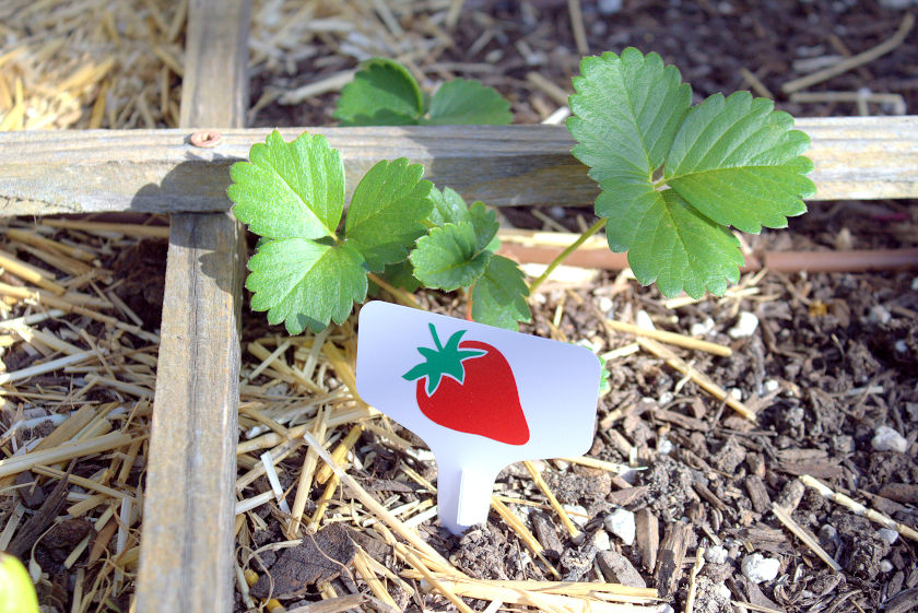 Strawberry garden vegetable marker in vegetable bed