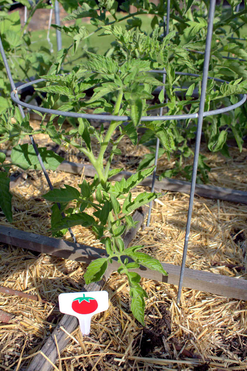 Tomato Garden Vegetable Marker in vegetable bed